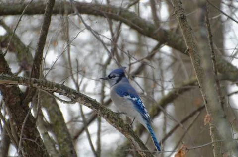 Blue Jay perched in a tree in winter 写真素材