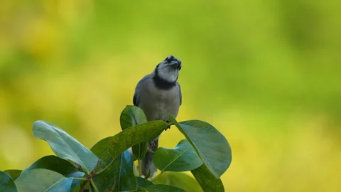 BLUE JAY PERCHING  Stock Footage 289907068