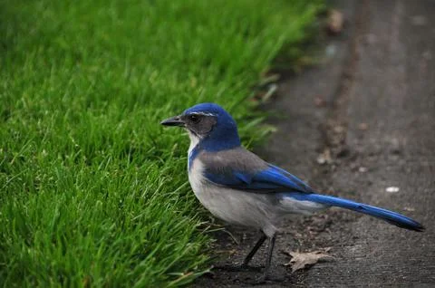 Blue Jay Stock Photos