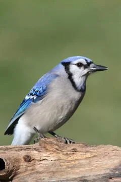 Blue jay Stock Photos
