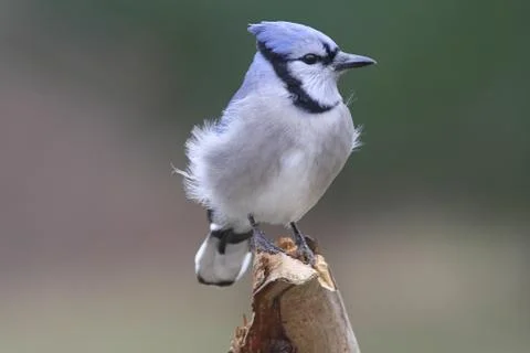 Blue jay Stock Photos