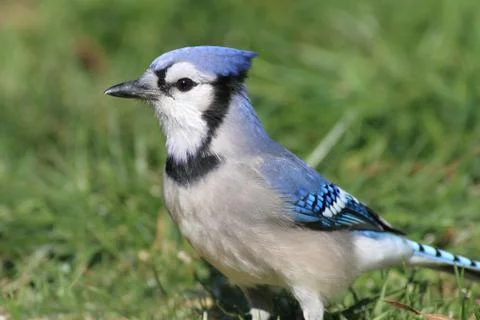Blue jay Stock Photos