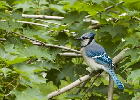 Blue jay Stock Photos