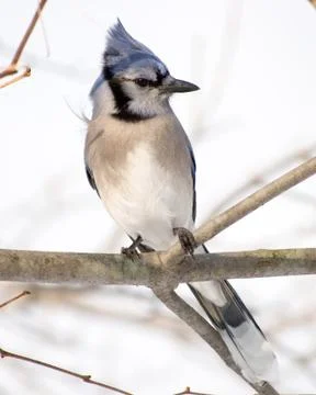 Blue jay Stock Photos
