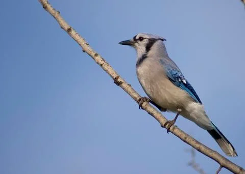 Blue jay Stock Photos