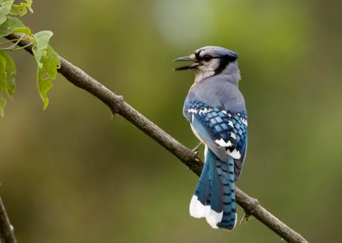 Blue jay Stock Photos