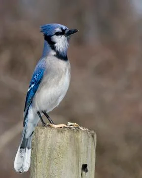Blue jay Stock Photos