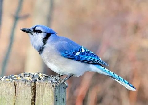 Blue jay Stock Photos