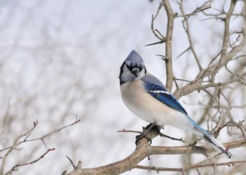 Blue jay Stock Photos