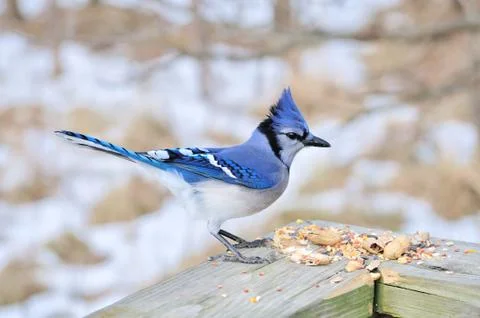 Blue jay Stock Photos
