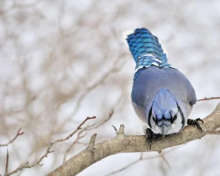 Blue jay Stock Photos