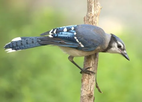 Blue jay Stock Photos