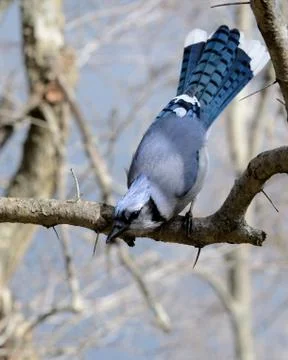 Blue jay Stock Photos