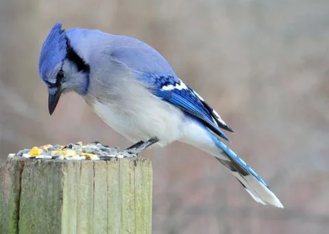 Blue jay Stock Photos