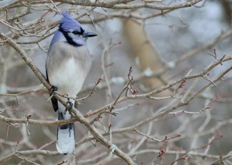 Blue jay Stock Photos
