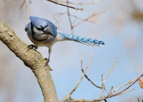 Blue jay Stock Photos
