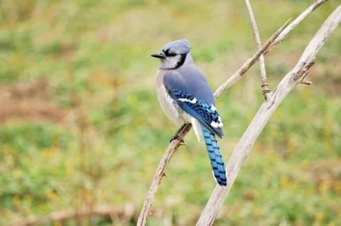 Blue jay Stock Photos