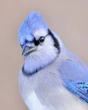 Blue jay Stock Photos