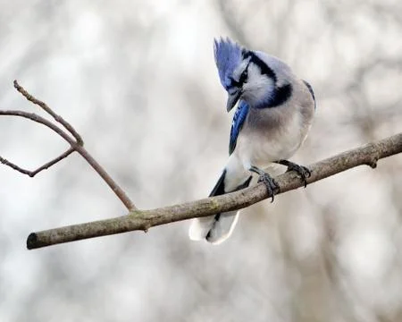 Blue jay Stock Photos