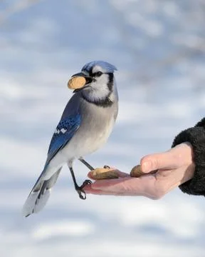 Blue jay Stock Photos