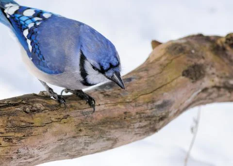 Blue jay Stock Photos