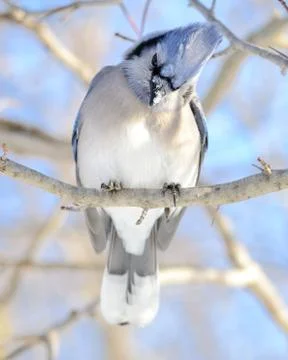 Blue jay Stock Photos