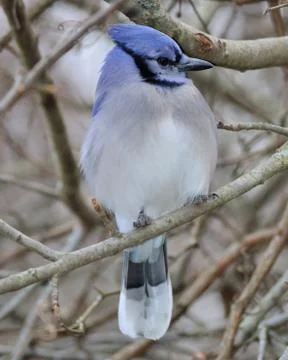 Blue jay Stock Photos
