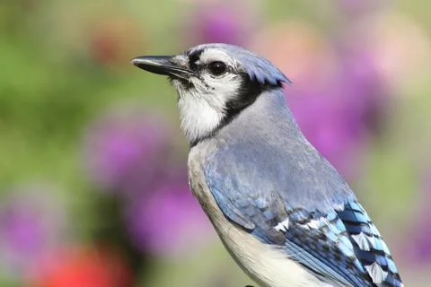 Blue jay Stock Photos