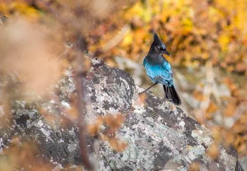 Blue Jay. Stockfoto's