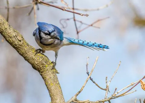 Blue jay Stock Photos