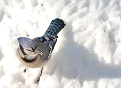 Blue jay Stock Photos