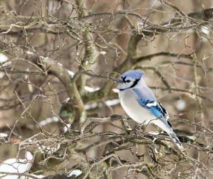 Blue jay Stock Photos