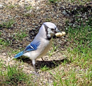 Blue jay Foto stock
