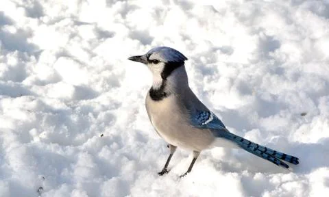 Blue jay Stock Photos