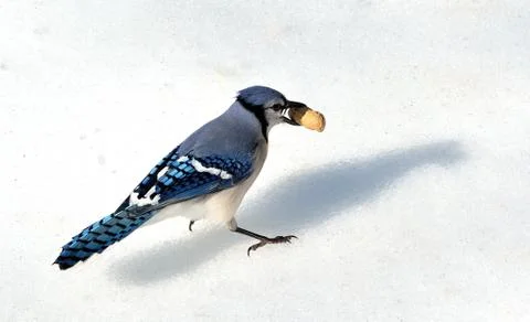 Blue jay Stock Photos