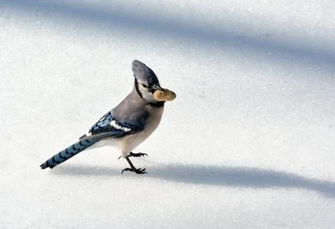 Blue jay Stock Photos