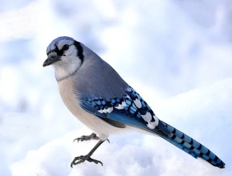 Blue jay Stock Photos