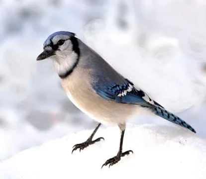 Blue jay Stock Photos