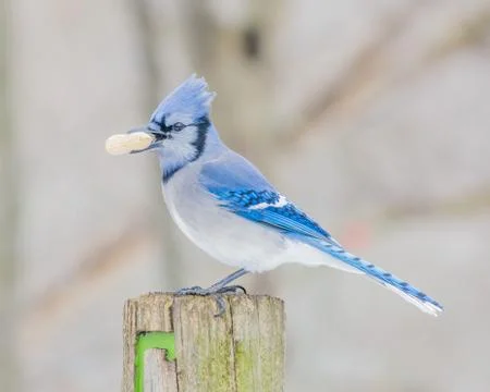 Blue jay Stock Photos