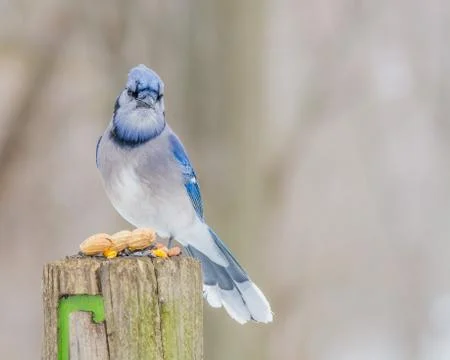 Blue jay Stock Photos