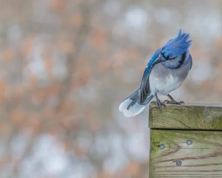 Blue jay Stock Photos