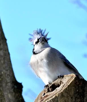 Blue jay Stock Photos
