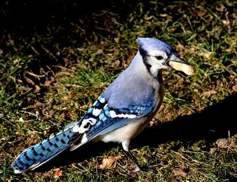 Blue jay Stock Photos