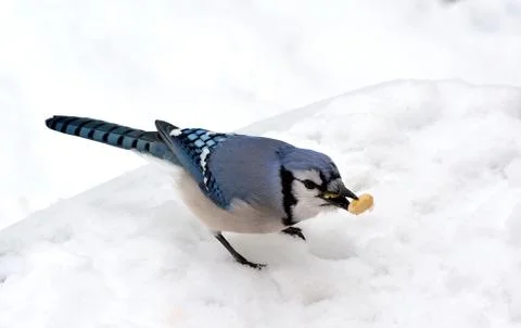 Blue jay Stock Photos