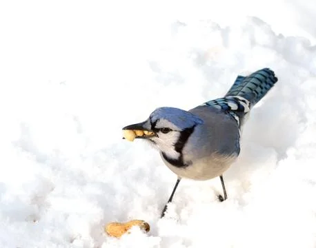 Blue jay Stock Photos