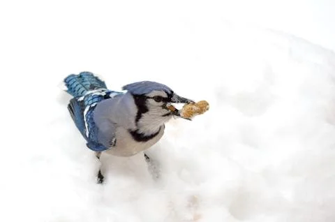 Blue jay Stock Photos
