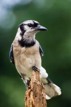 Blue Jay Stock Photos