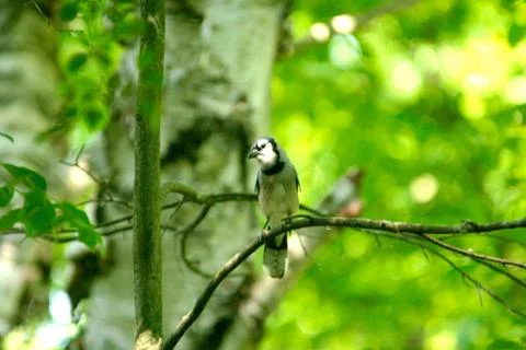 Blue jay Stock Photos