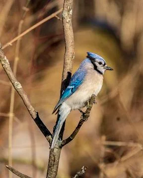 Blue Jay Stock Photos
