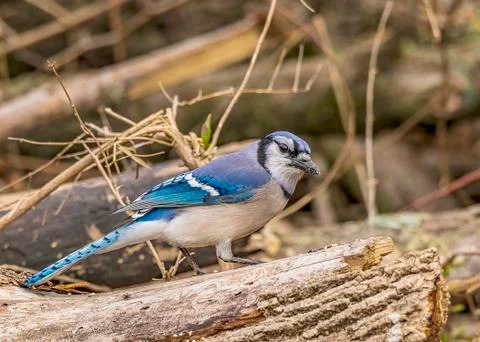 Blue Jay Stock Photos